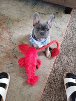 French Bulldog Puppies for sale in Indianapolis, IN, USA. price: NA