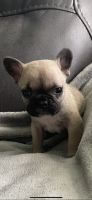 French Bulldog Puppies for sale in Van Alstyne, TX, USA. price: NA