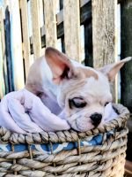 French Bulldog Puppies for sale in Round Lake Heights, IL 60073, USA. price: NA