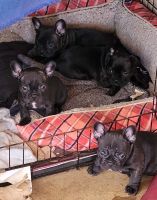 French Bulldog Puppies for sale in Spring Valley, CA 91978, USA. price: NA