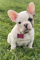 French Bulldog Puppies for sale in Roanoke, VA, USA. price: NA