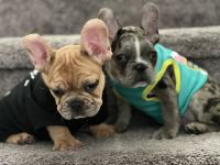 French Bulldog Puppies for sale in Colton, CA 92324, USA. price: NA