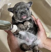 French Bulldog Puppies for sale in Menifee, CA, USA. price: NA