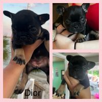 French Bulldog Puppies for sale in Fairmont, NC 28340, USA. price: NA