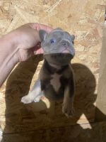 French Bulldog Puppies for sale in Yakima, WA, USA. price: NA