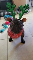 French Bulldog Puppies for sale in West Palm Beach, FL, USA. price: NA
