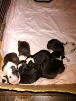 French Bulldog Puppies for sale in Afton, VA 22920, USA. price: NA