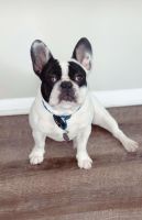 French Bulldog Puppies for sale in Columbus, OH, USA. price: NA