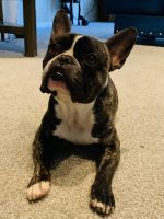 French Bulldog Puppies for sale in Dunwoody, GA, USA. price: NA