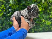 French Bulldog Puppies for sale in San Diego, CA 92139, USA. price: NA