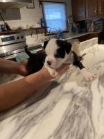French Bulldog Puppies for sale in Lawrenceburg, KY 40342, USA. price: NA