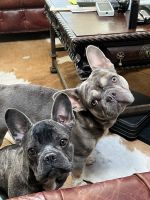French Bulldog Puppies for sale in San Francisco, CA, USA. price: NA