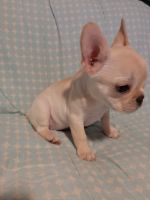 French Bulldog Puppies for sale in Fairfield, VA 24435, USA. price: NA