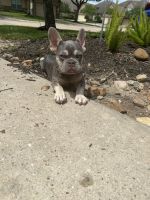 French Bulldog Puppies for sale in Houston, TX 77064, USA. price: NA