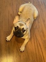 French Bulldog Puppies for sale in Lawrenceville, GA 30043, USA. price: NA