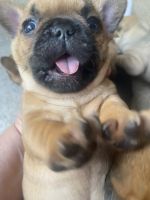 French Bulldog Puppies for sale in Grand Rapids, MI, USA. price: NA