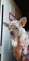 French Bulldog Puppies for sale in Houston, TX 77066, USA. price: NA