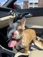 French Bulldog Puppies for sale in Matthews, NC, USA. price: NA