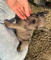 French Bulldog Puppies for sale in Tennessee City, TN 37055, USA. price: NA