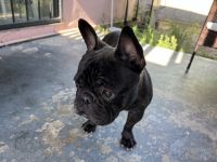 French Bulldog Puppies for sale in Huntington Park, CA, USA. price: NA