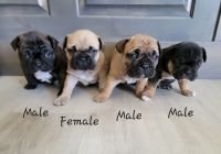 French Bulldog Puppies for sale in Salem, UT, USA. price: NA