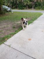 French Bulldog Puppies for sale in PT CHARLOTTE, FL 33953, USA. price: NA