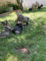 French Bulldog Puppies for sale in Los Angeles, CA, USA. price: NA