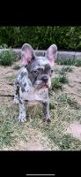 French Bulldog Puppies for sale in Tarzana, CA 91335, USA. price: NA