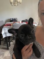 French Bulldog Puppies for sale in Cleveland, TN 37323, USA. price: NA