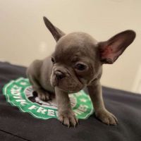 French Bulldog Puppies for sale in Philadelphia, PA 19154, USA. price: NA