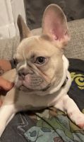 French Bulldog Puppies for sale in Fontana, CA, USA. price: NA