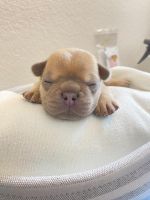 French Bulldog Puppies for sale in Oak Glen, CA 92399, USA. price: NA