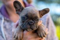 French Bulldog Puppies for sale in Oak Glen, CA 92399, USA. price: NA