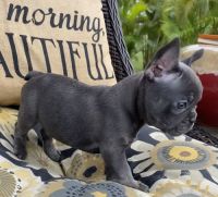 French Bulldog Puppies for sale in Los Angeles, CA, USA. price: NA