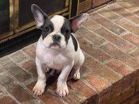 French Bulldog Puppies for sale in Ingham County, MI, USA. price: NA