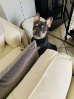 French Bulldog Puppies for sale in San Carlos, CA, USA. price: NA