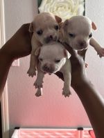 French Bulldog Puppies for sale in Sacramento, CA, USA. price: NA