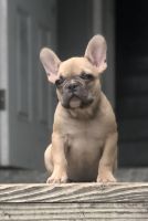 French Bulldog Puppies for sale in Poughkeepsie, NY, USA. price: NA