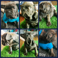 French Bulldog Puppies for sale in Bakersfield, CA, USA. price: NA