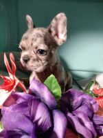 French Bulldog Puppies for sale in Jacksonville, FL, USA. price: NA