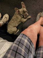 French Bulldog Puppies for sale in Fort Mohave, AZ, USA. price: NA
