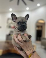 French Bulldog Puppies for sale in El Paso, TX, USA. price: NA