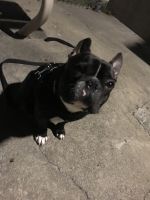 French Bulldog Puppies for sale in San Francisco, CA 94124, USA. price: NA