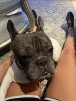French Bulldog Puppies for sale in Mt Laurel Township, NJ, USA. price: NA