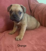 French Bulldog Puppies for sale in Eatonton, GA 31024, USA. price: NA