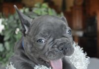 French Bulldog Puppies for sale in Miami, FL, USA. price: NA