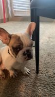 French Bulldog Puppies for sale in Fort Worth, TX 76155, USA. price: NA