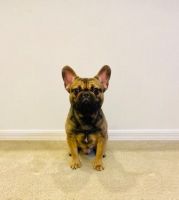 French Bulldog Puppies for sale in Tampa, FL, USA. price: NA
