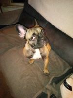 French Bulldog Puppies for sale in Meriden, CT 06450, USA. price: NA