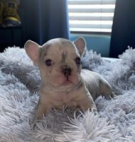 French Bulldog Puppies for sale in Pumpkin Center, CA 93313, USA. price: NA